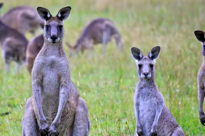 Mornington Peninsula Day Tour. Your Day Your Way. Your group only
