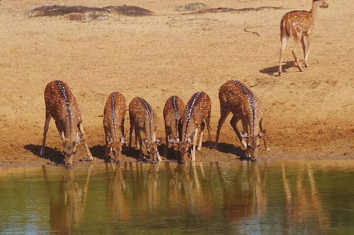 Yala National Park Special Leopard Safari Tours By Dinuka Safari