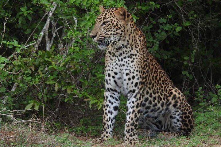 Yala National Park Special Leopard Safari Tours By Dinuka Safari