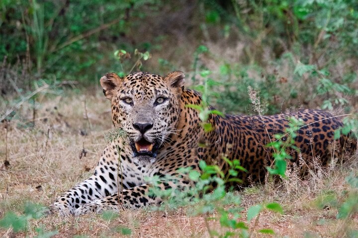 Yala National Park Special Leopard Safari Tours By Dinuka Safari