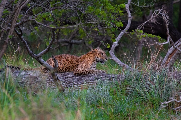 Yala National Park Special Leopard Safari Tours By Dinuka Safari
