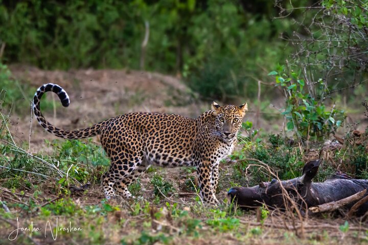 Yala National Park Special Leopard Safari Tours By Dinuka Safari