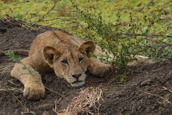From Zanzibar: Mikumi 1-Day Safari with Scenic Flight & Lunch