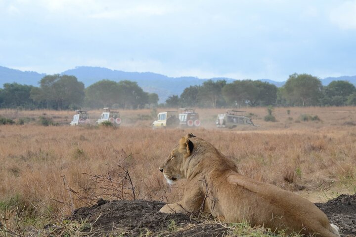 From Zanzibar: Mikumi 1-Day Safari with Scenic Flight & Lunch