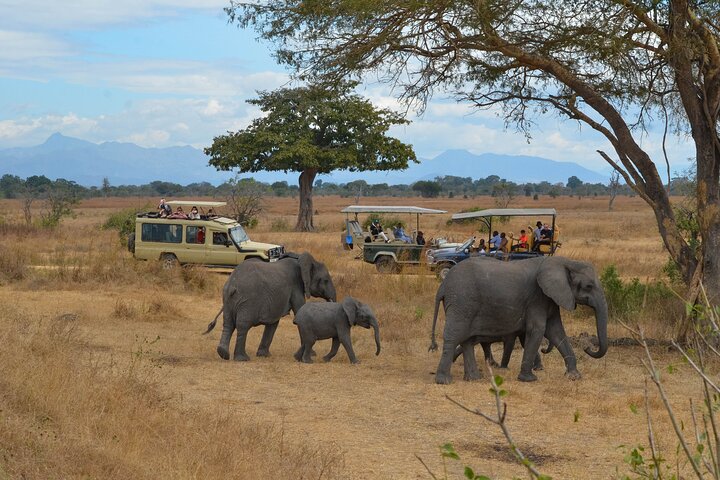 From Zanzibar: Mikumi 1-Day Safari with Scenic Flight & Lunch