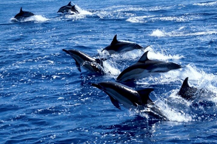 Mnemba Dolphin Tour, Clear Kayak, Cooking Class, Horse Riding