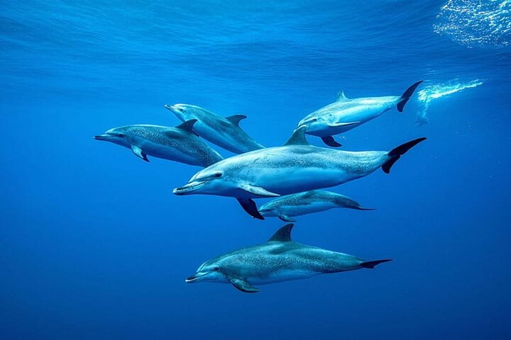 Mnemba Dolphin Tour, Clear Kayak, Cooking Class, Horse Riding