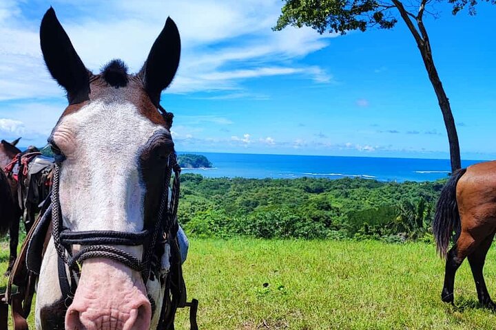 Horseback Riding in Puerto Carrillo: Beach & Jungle