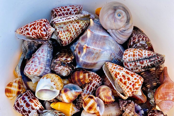 Private Shelling and Dolphin Excursion