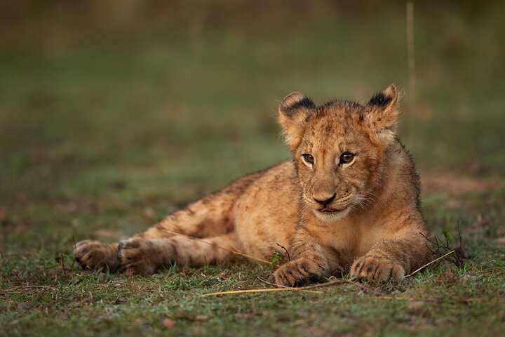 Nairobi National Park, Elephant Orphanage and Giraffe Centre