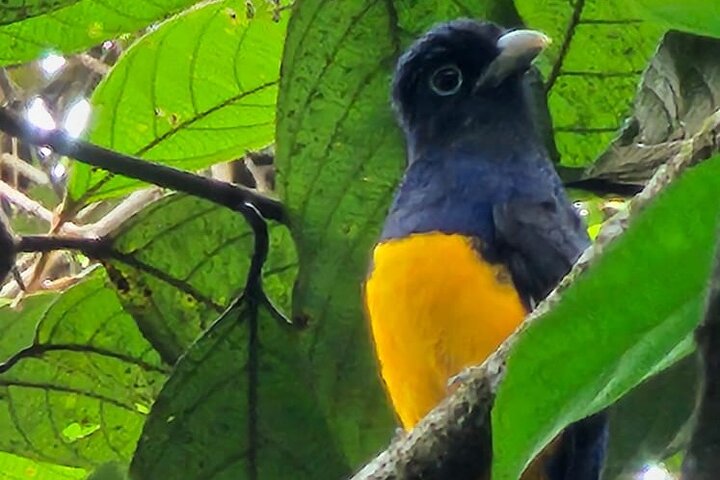 Amazon Jungle & Baños Adventure City: 4 Days of Nature & Wildlife