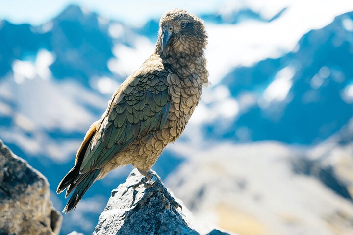 Timaru Shore Excursions, Private Tour, Aoraki Adventure
