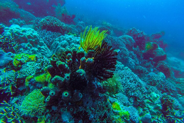 Zanzibar: Mnemba Snorkeling