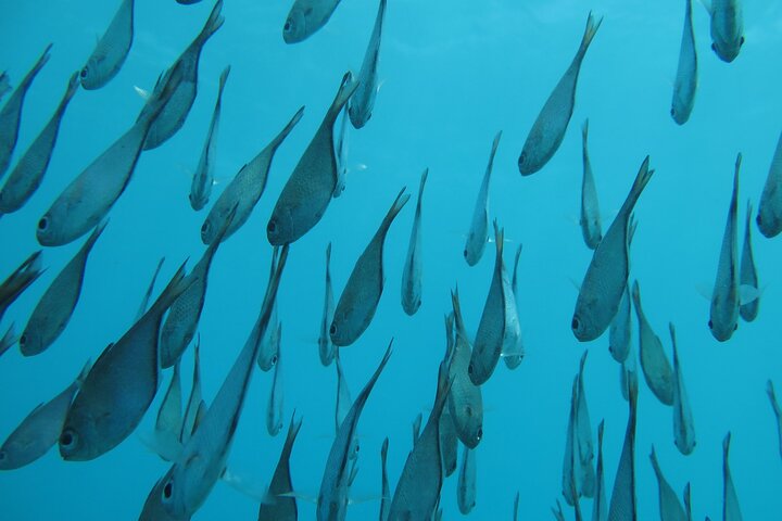 Zanzibar: Mnemba Snorkeling