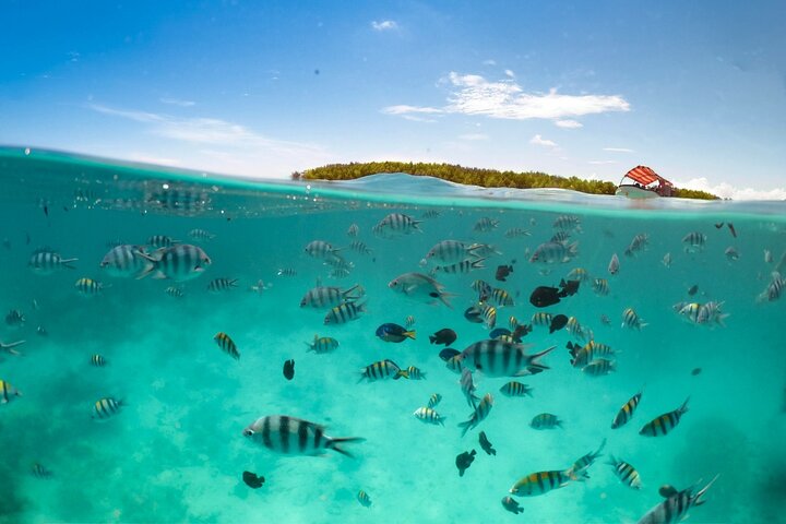 Zanzibar: Mnemba Snorkeling