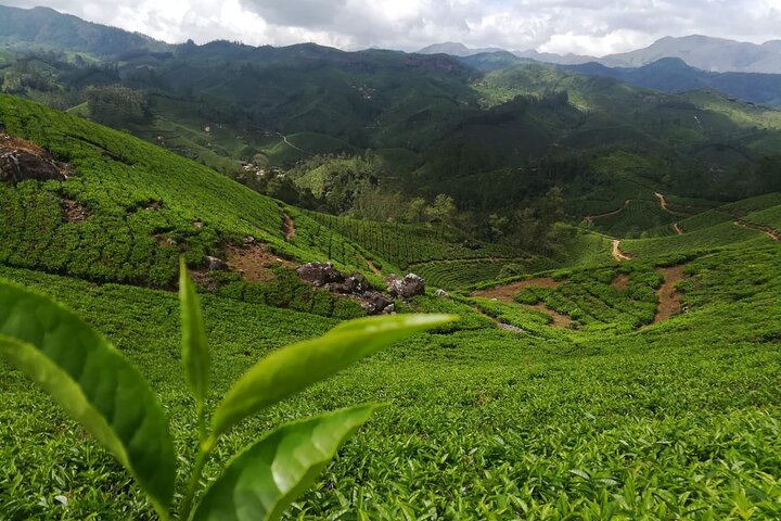Green Magic Day Tour to Munnar