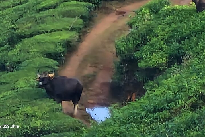 Green Magic Day Tour to Munnar