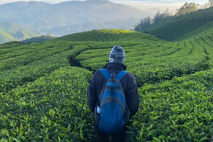 Green Magic Day Tour to Munnar