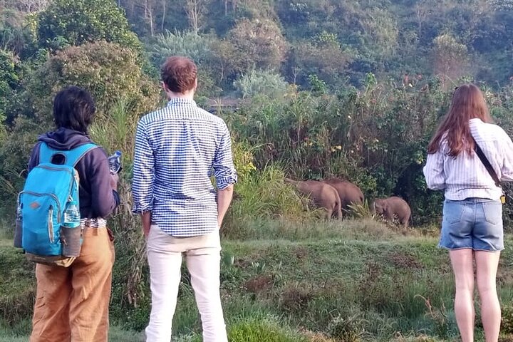 Green Magic Day Tour to Munnar