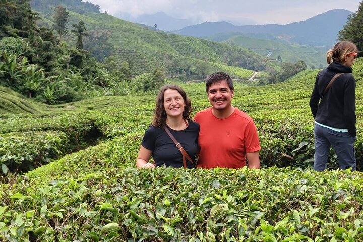 Cameron Highland Private Day Tour From Ipoh