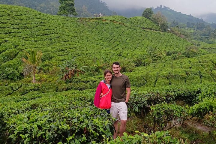Cameron Highland Private Day Tour From Ipoh