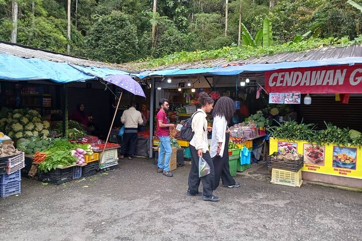 Cameron Highland Private Day Tour From Ipoh