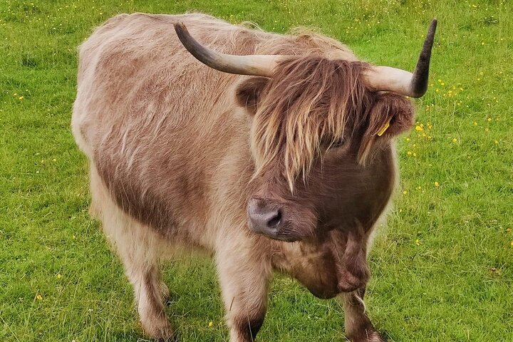 Loch Ness,cawdor castle,inverness,Culloden battlefield,& more from invergordon