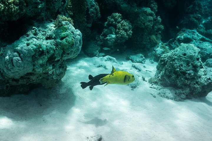 Zanzibar: Mnemba Snorkeling
