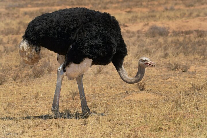 Amazing Safari at Game Reserve in Cape Town - see the Big5