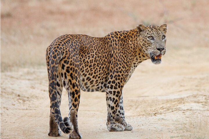 Yala National Park Special Leopard Safari Tours By Dinuka Safari