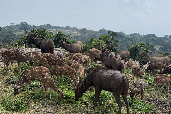 Wild Life Jeep Safari Tour at Bannerghatta with Private Transfer