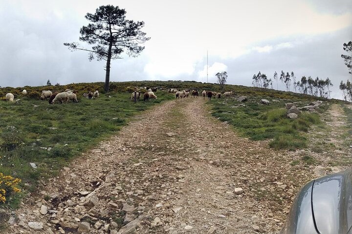 1 Day | Private SUV Expedition | Nature Park | Local Guide