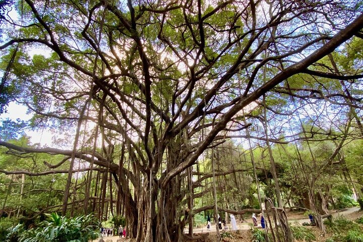 Discover Algiers , Tipaza and Constantine on a 4 Day Private Tour
