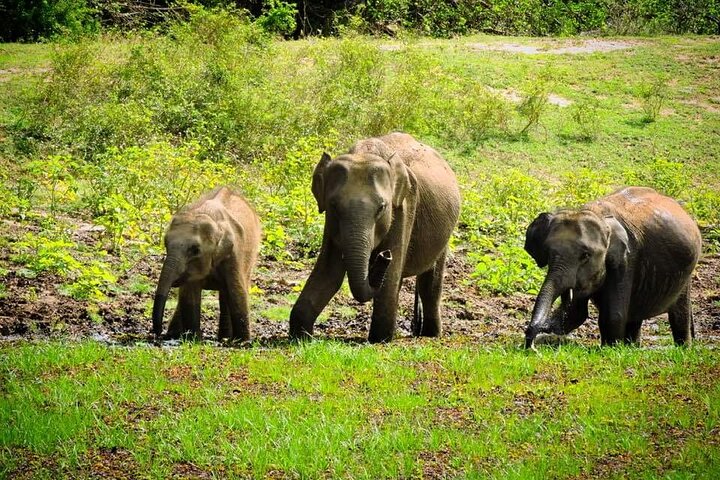 Yala National Park Special Leopard Safari Tours By Dinuka Safari