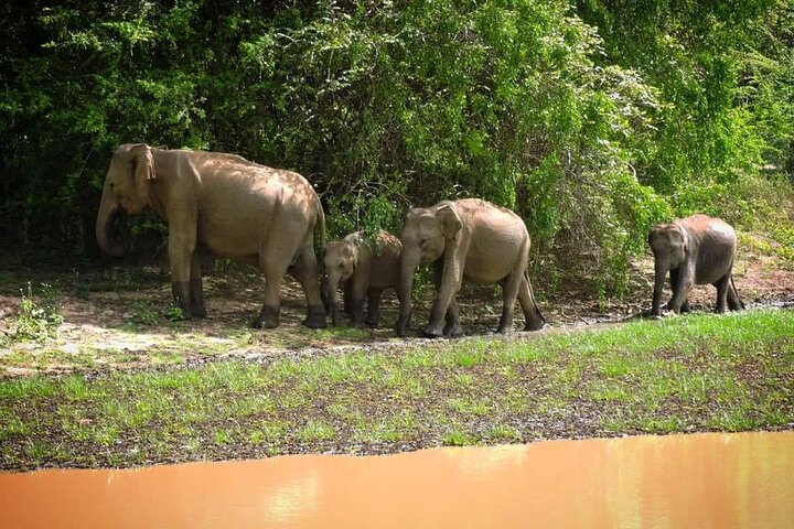 Yala National Park Special Leopard Safari Tours By Dinuka Safari