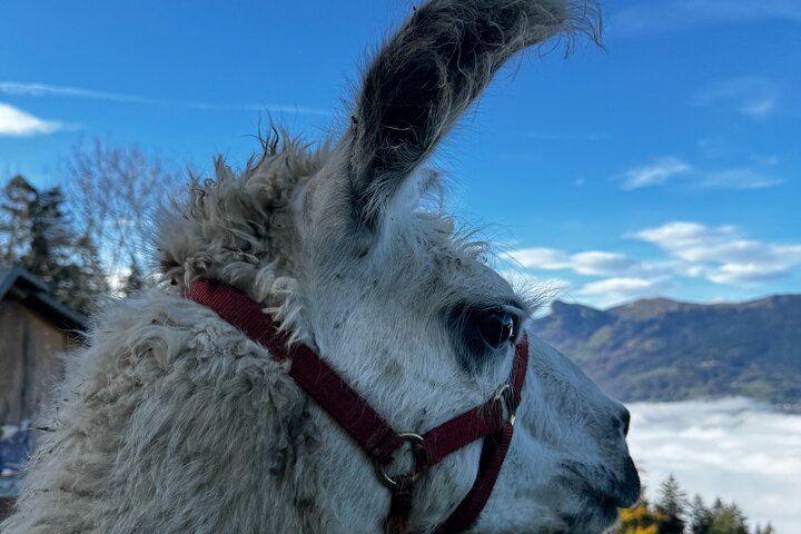 Llama hike through the wonderful Liechtenstein mountains