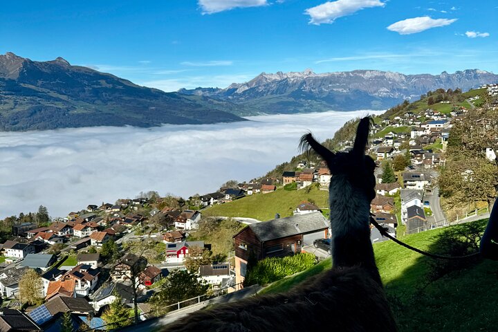 Llama hike through the wonderful Liechtenstein mountains