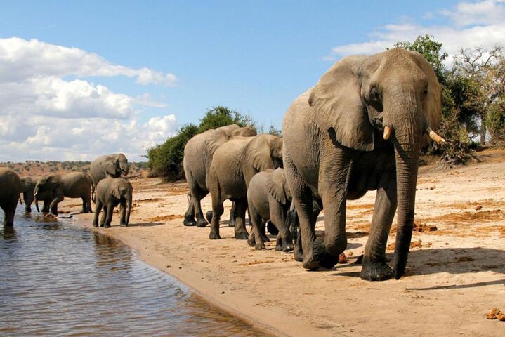 Chobe Day Trip Safari from Livingstone