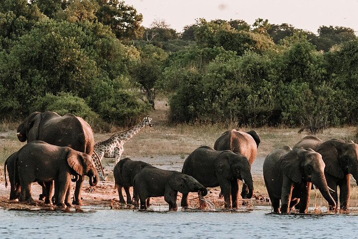Chobe Day Trip Safari from Livingstone