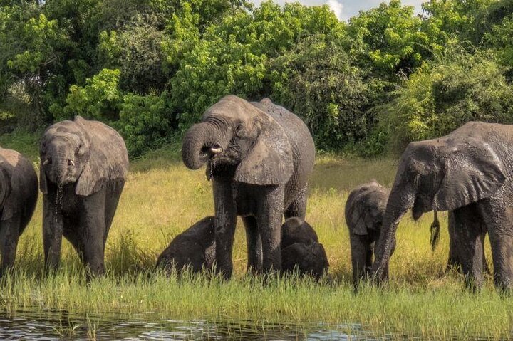 Chobe Day Trip Safari from Livingstone