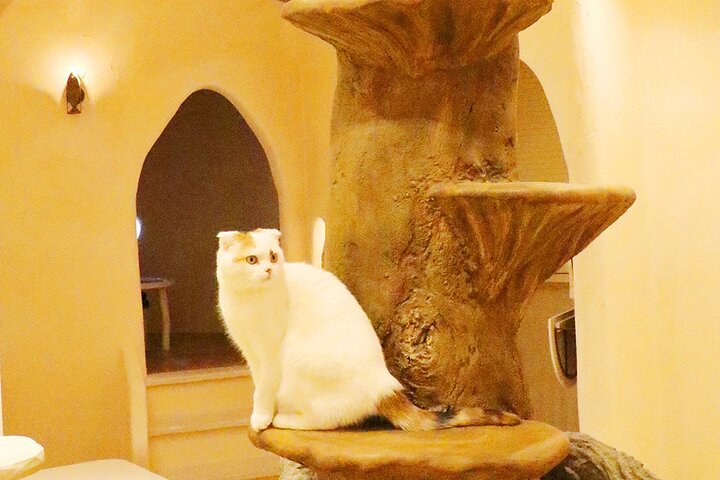 Tokyo Cat Cafe in Kichijoji - Castle Themed
