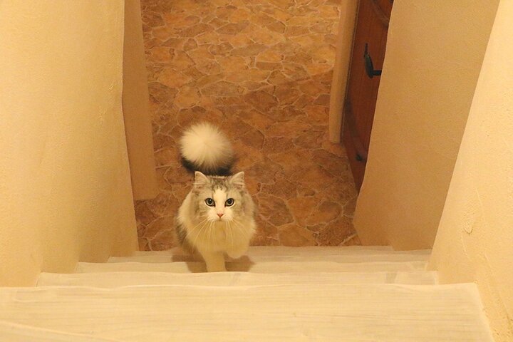 Tokyo Cat Cafe in Kichijoji - Castle Themed