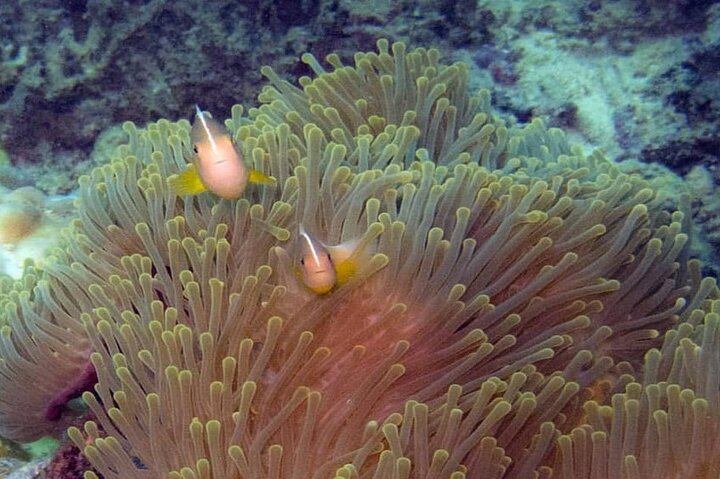 Mahe Island: Zip Lining and Marine Park Snorkeling Excursion