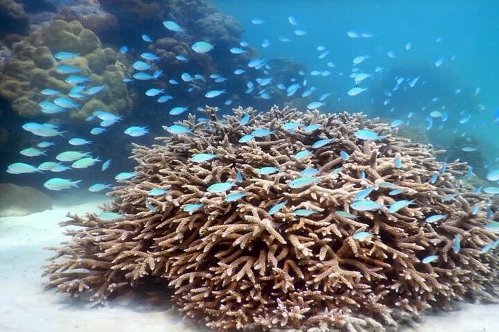 Mahe Island: Zip Lining and Marine Park Snorkeling Excursion
