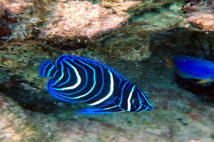 Mahe Island: Zip Lining and Marine Park Snorkeling Excursion