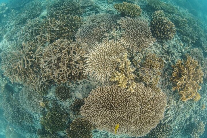 Mahe Island: Zip Lining and Marine Park Snorkeling Excursion