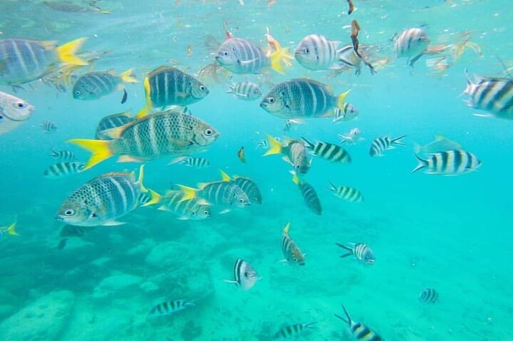 Mahe Island: Zip Lining and Marine Park Snorkeling Excursion