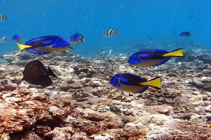 Mahe Island: Zip Lining and Marine Park Snorkeling Excursion
