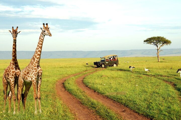 Tala Game Reserve and Natal Park Half Day Tour from Durban