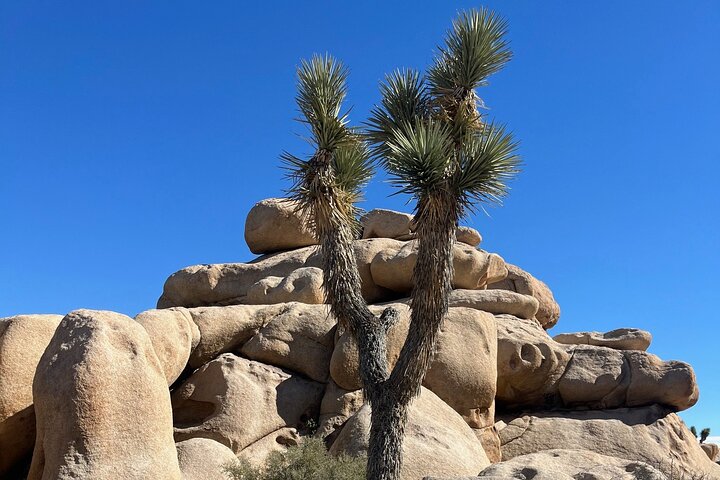 Private Sightseeing Adventure Tour of Joshua Tree National Park